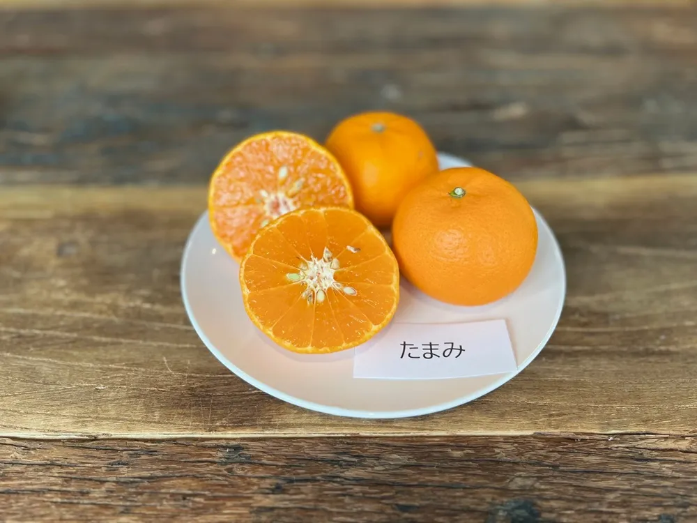 白いお皿にカットしたたまみを載せた画像