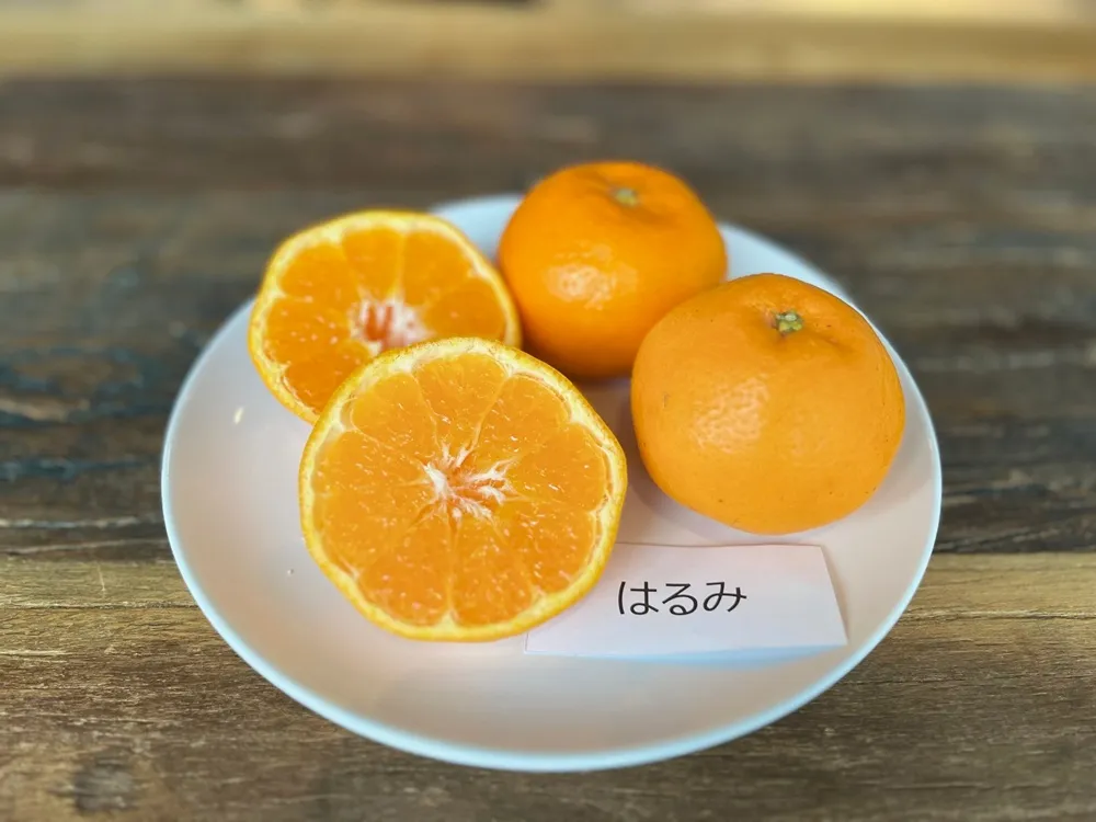 白いお皿にカットしたはるみを載せた画像