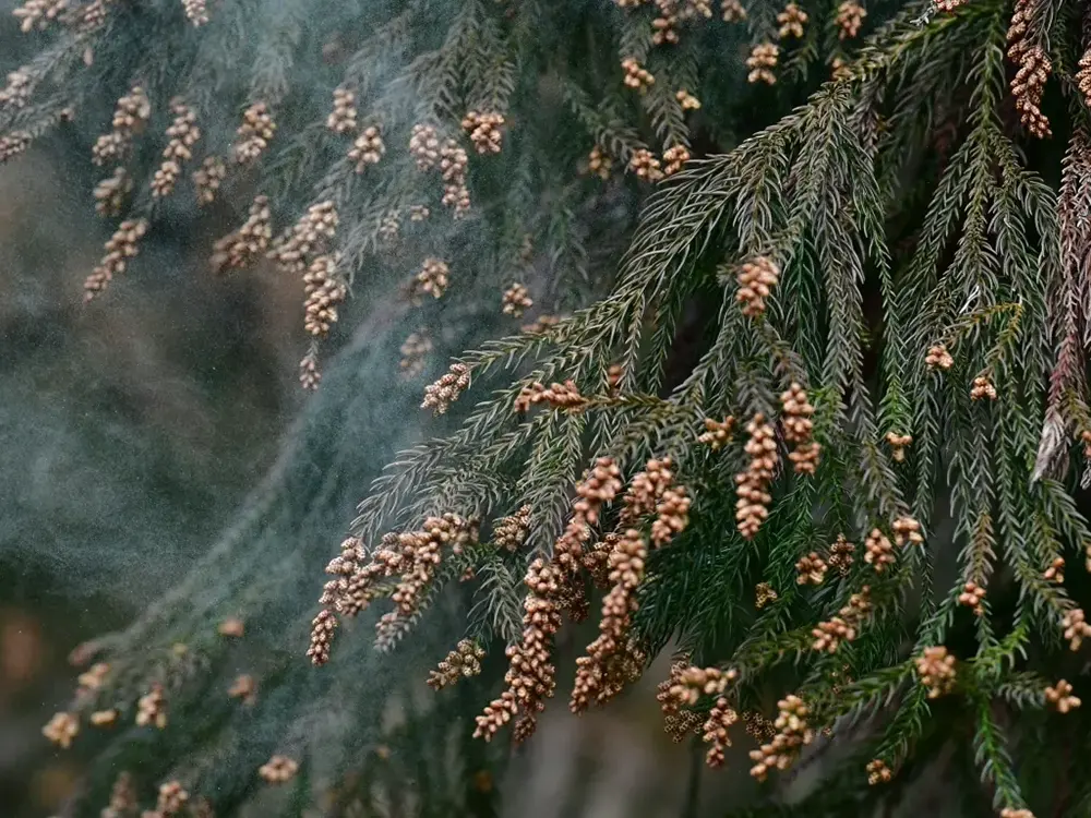 杉の木から舞い上がるスギ花粉の画像