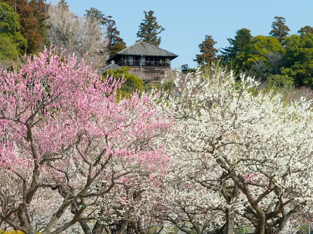 偕楽園で梅が咲き誇る後方に好文亭が佇んでいる画像