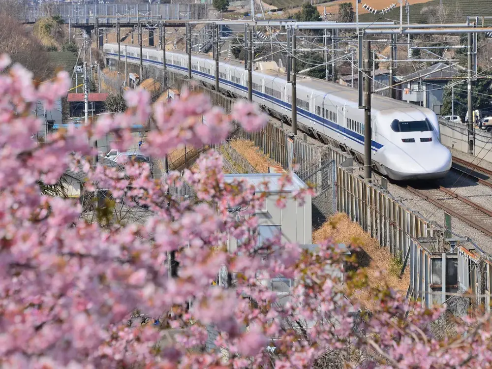 桜と新幹線が映る画像