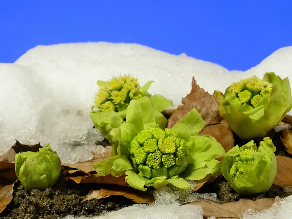 雪の下のふきのとうの画像
