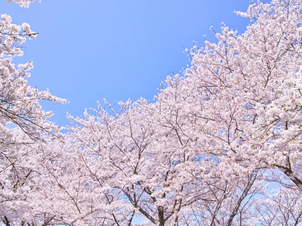 桜と青空の画像