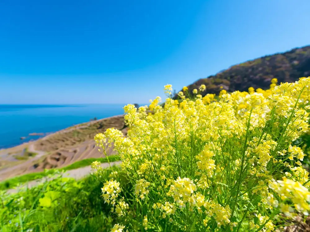 能登の海と菜の花の画像