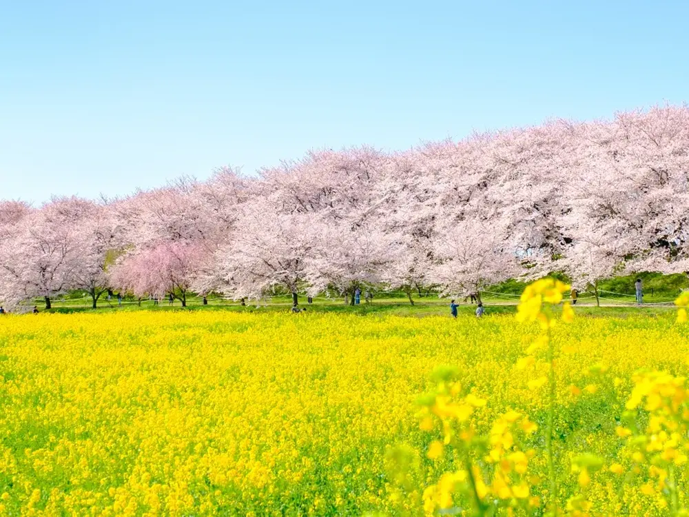 桜と菜の花が綺麗な春の観光地の画像