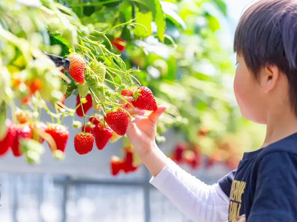 いちご狩りを楽しむ子どもの画像