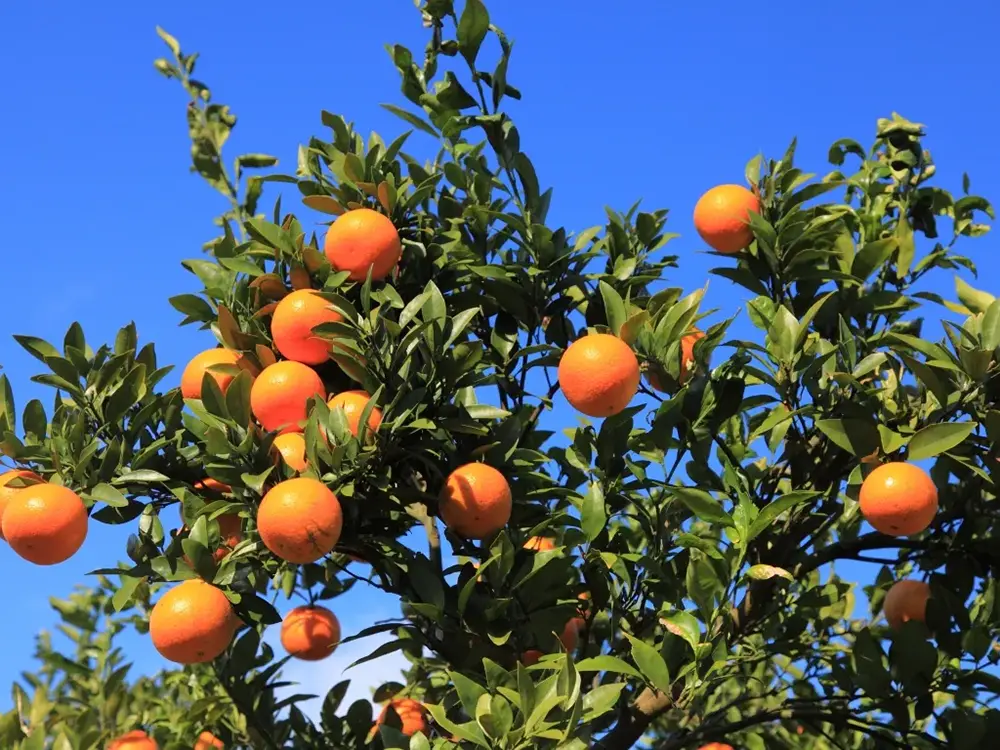 奄美大島の樹木になるたんかんの画像