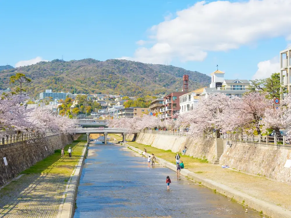 芦屋川の桜と芦屋市の眺めの画像