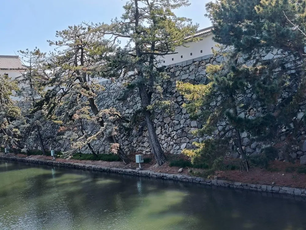 今治城の犬走りとそこに植えられた松の画像