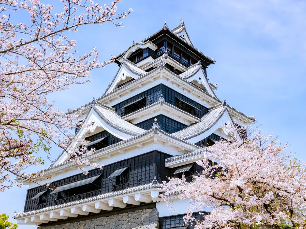 桜と熊本城の画像