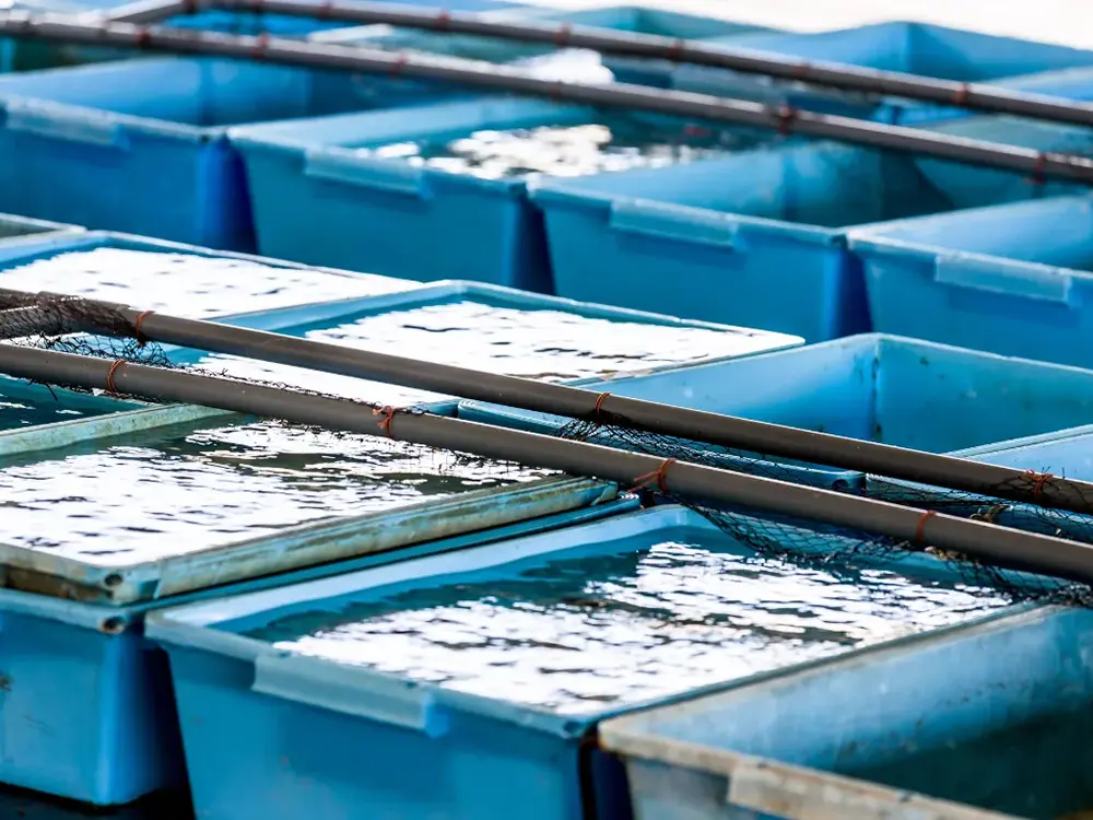 焼津小川港の水揚げの画像