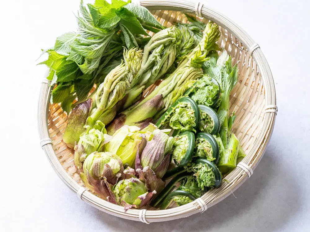 コゴミ、フキノトウ、タラの芽などがカゴに盛られている画像