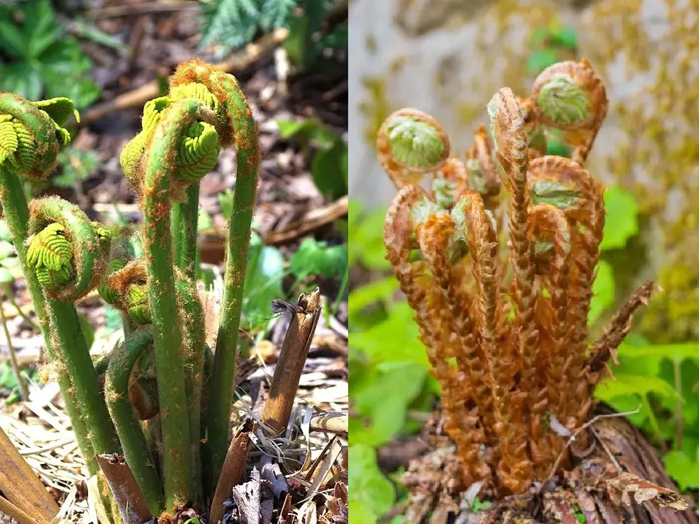 ゼンマイとオニゼンマイの比較画像