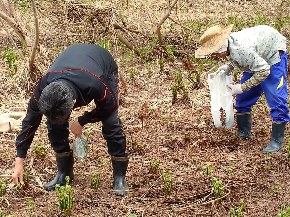 家族で山菜採りをしている画像