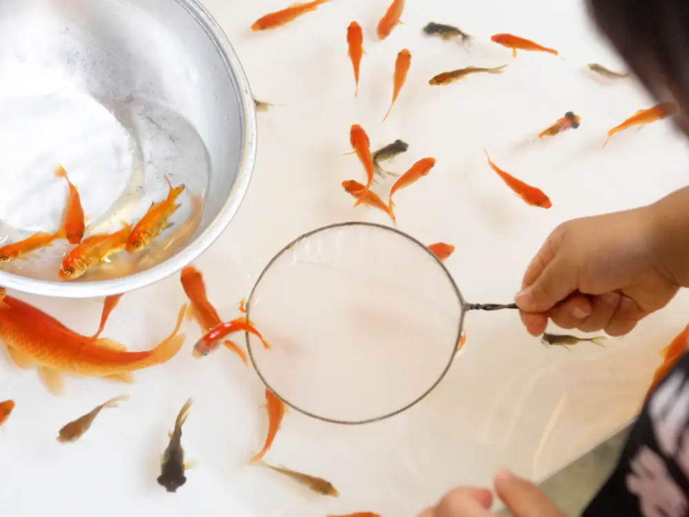 金魚すくいをしようとしている手とポイと金魚の画像
