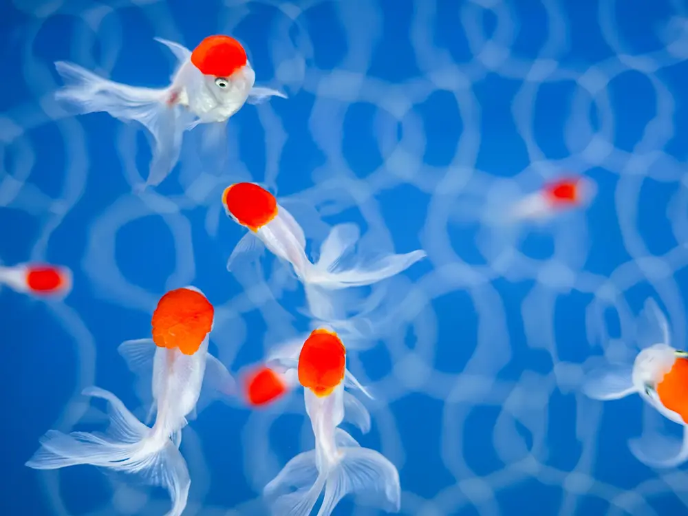 金魚らんちゅうが泳いでいる画像
