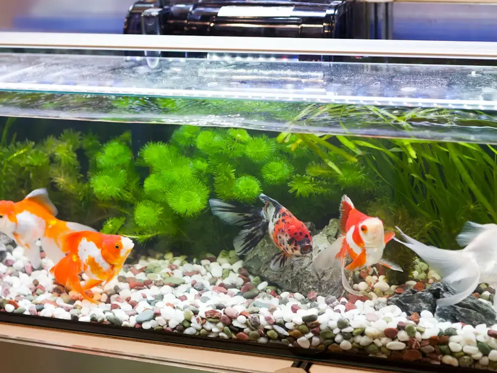 金魚が泳ぐ水槽の画像