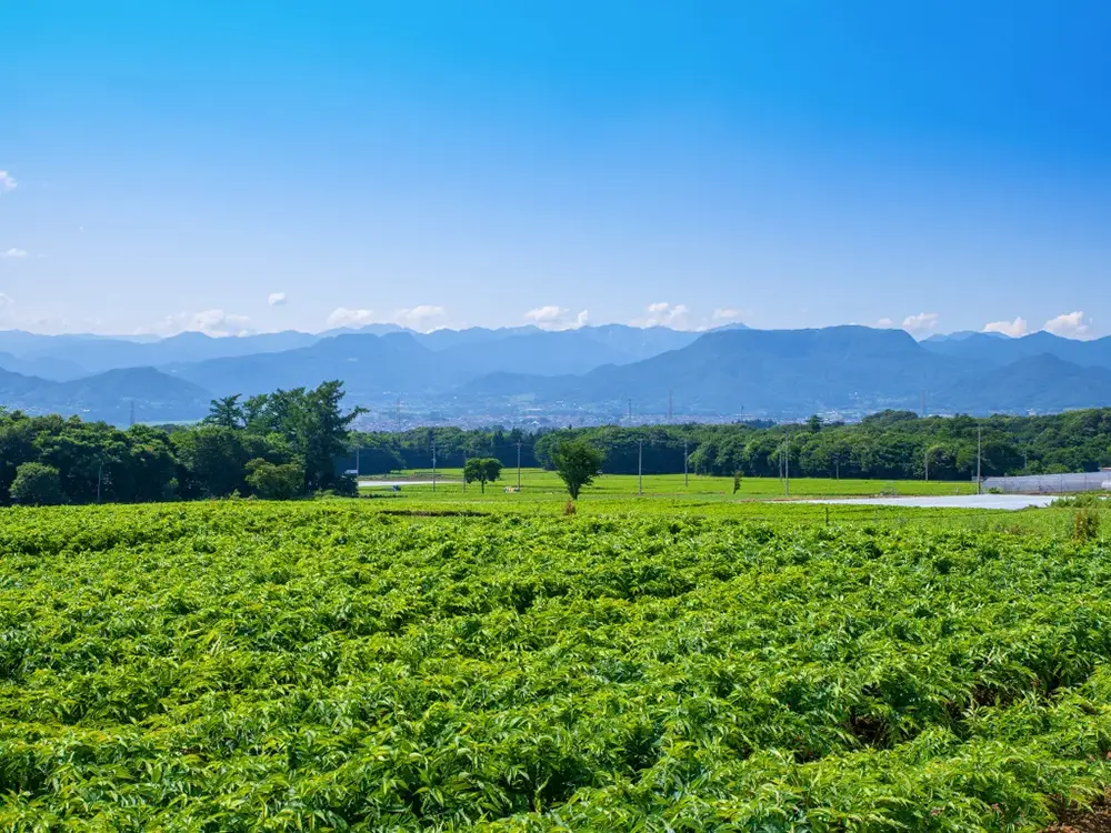 群馬県赤城高原昭和村のこんにゃく畑の風景
