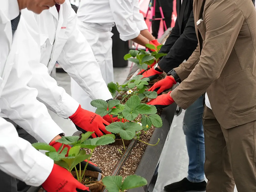 登壇者5名がイチゴの植苗セレモニーをする様子