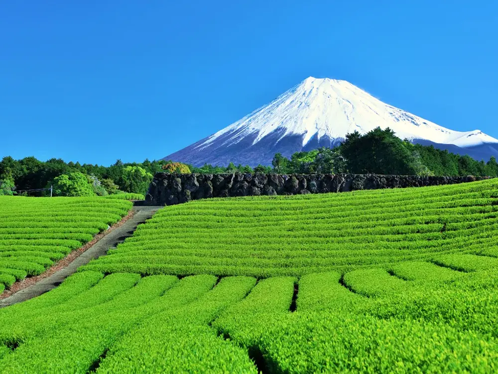 新緑の茶畑と新茶