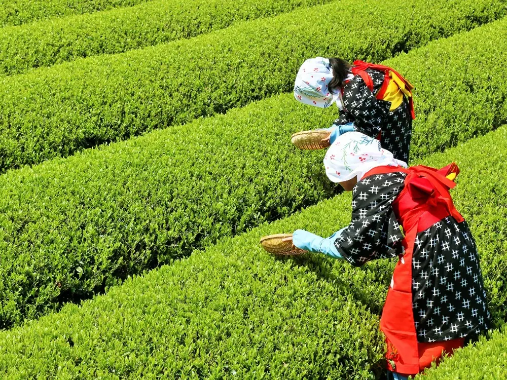 茶摘みをする茶摘み娘の画像