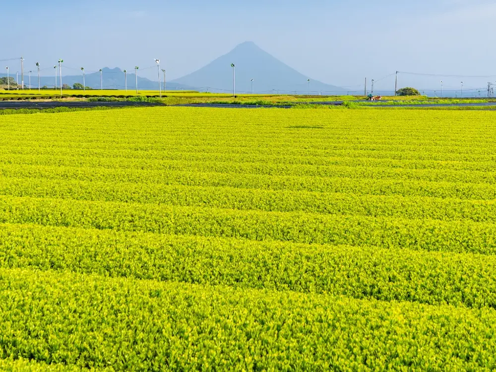 全国各地の茶畑風景