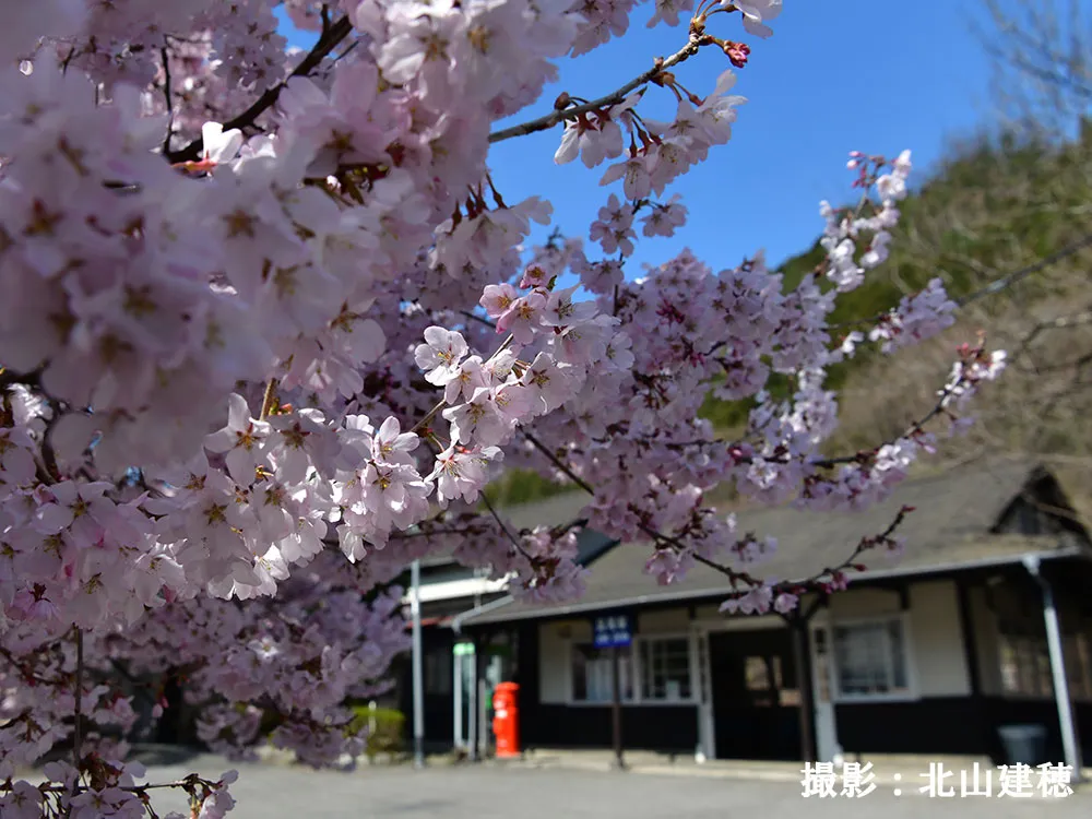 桜と鉄道駅の美しい春の足尾の画像