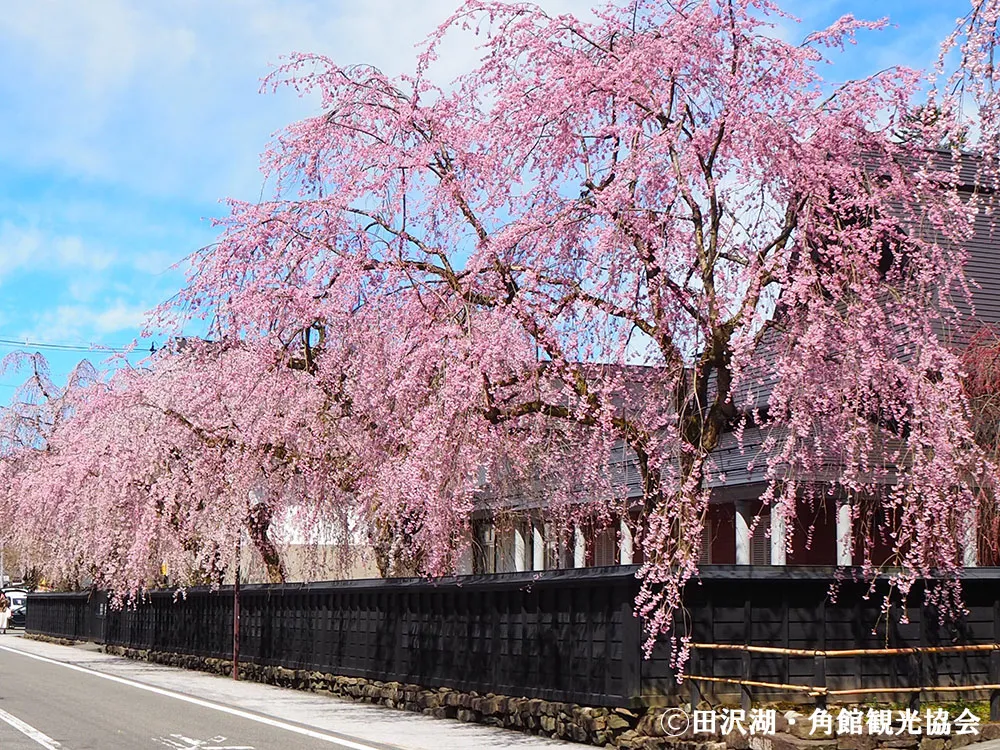 シダレザクラが咲き乱れる角館樺細工伝承館の画像
