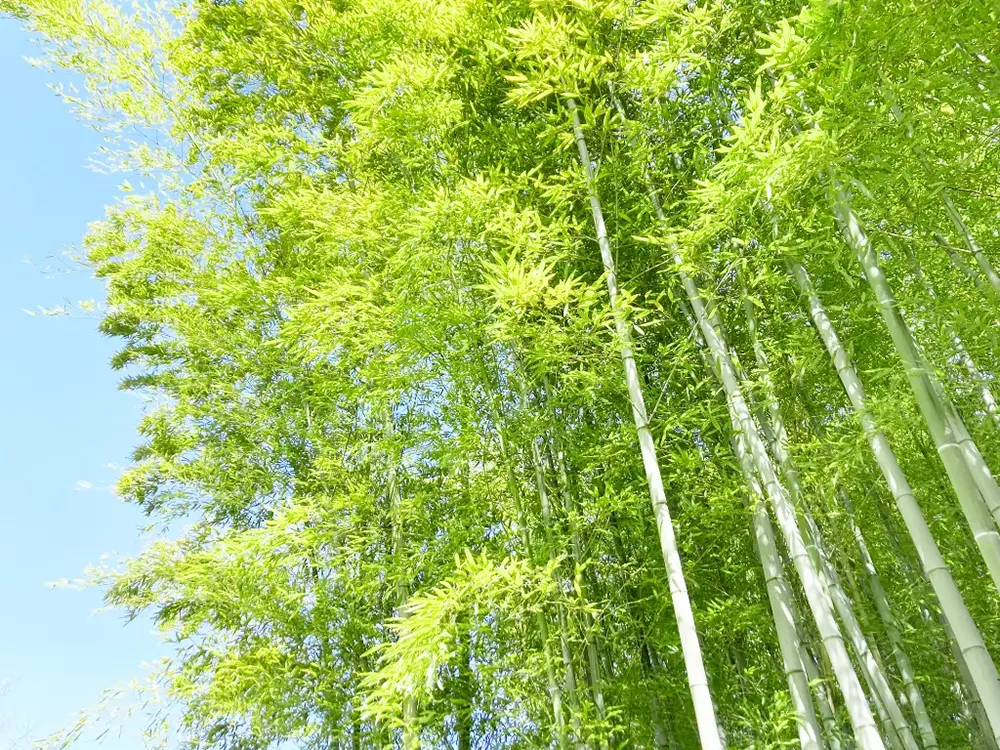 青々とした竹林の画像