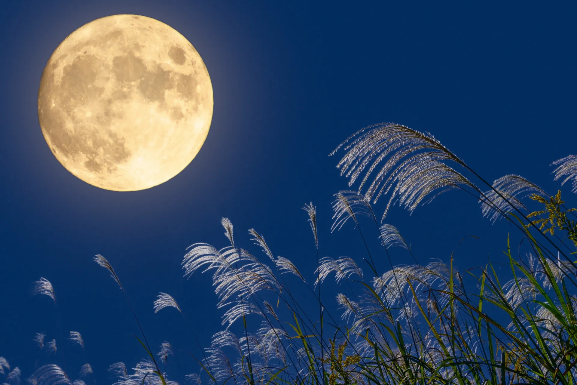ススキと夜空に満月が浮かんでいる画像