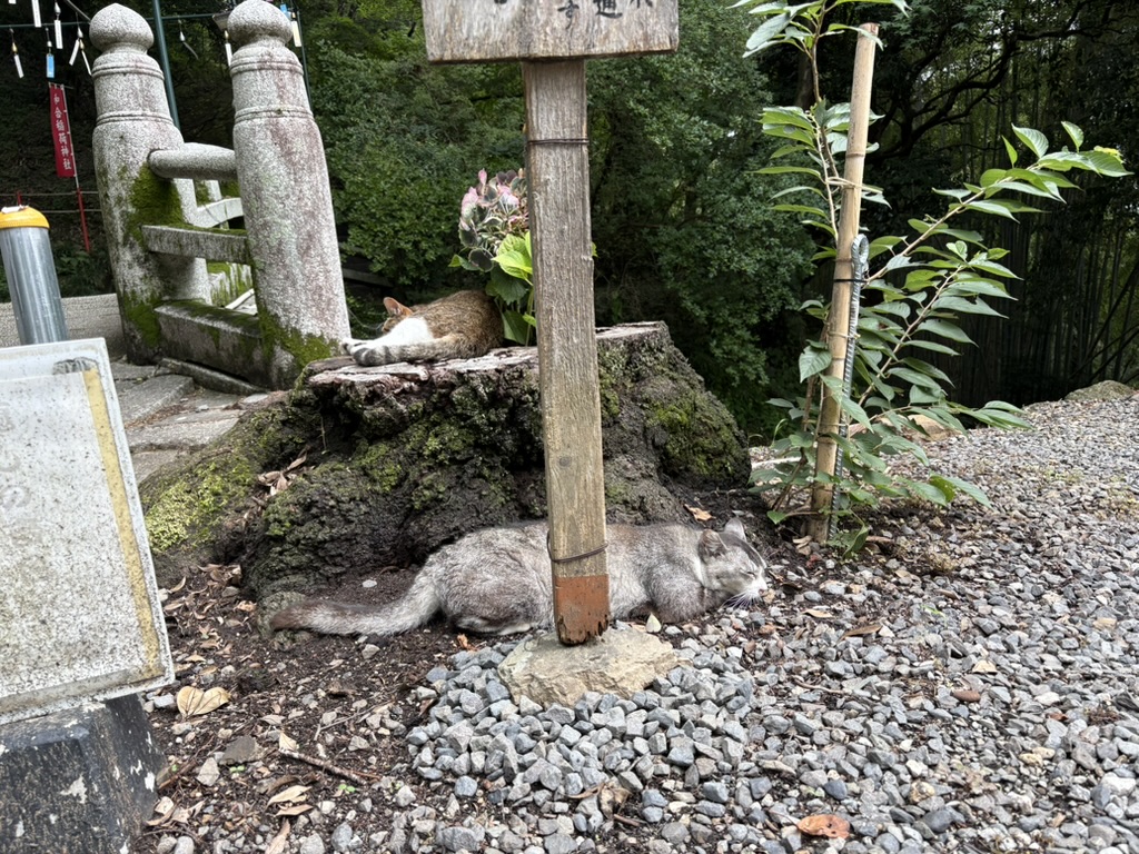 唐澤山神社の猫の画像