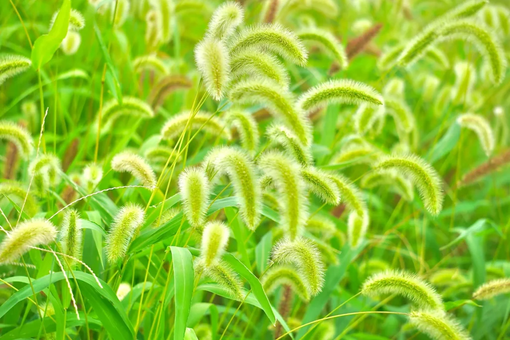 秋の草むらにゆれるエノコログサ(ねこじゃらし)の画像