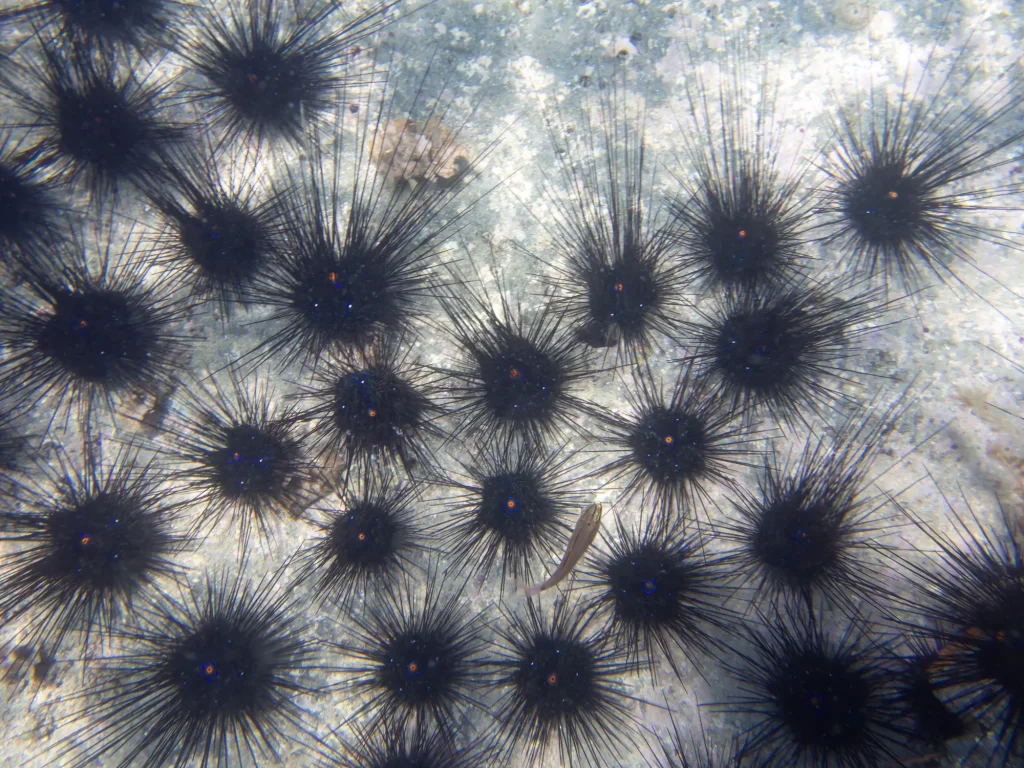 ガンガゼにより磯焼けが起きている海底の画像