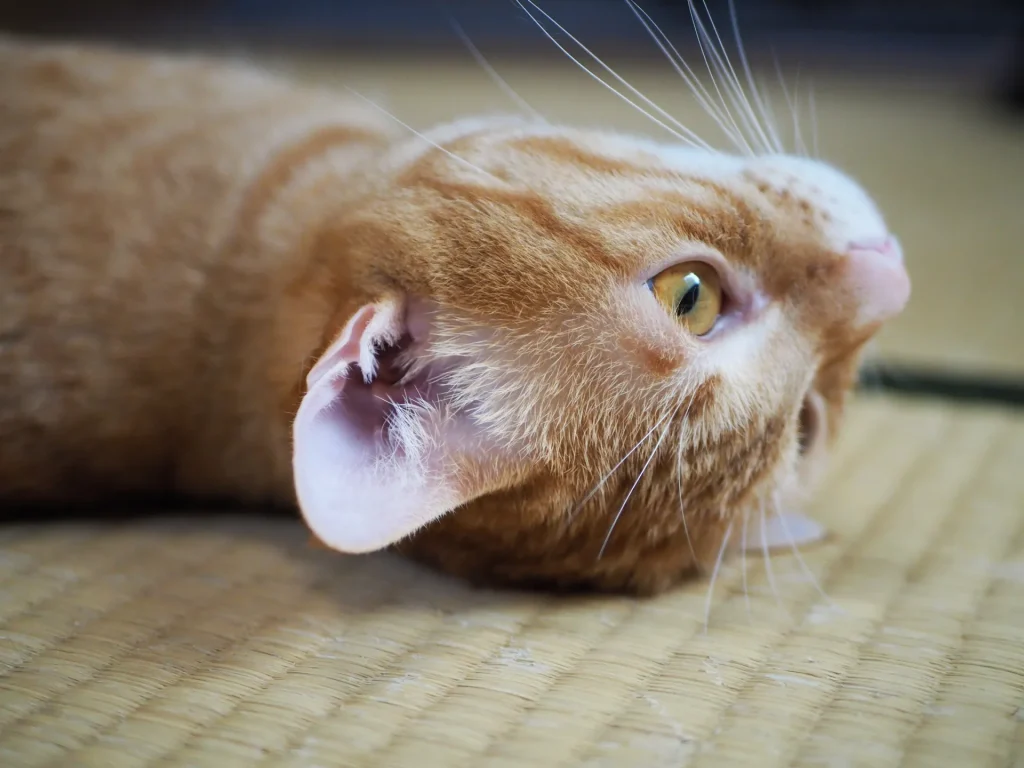 畳の上にくつろぐ猫の画像